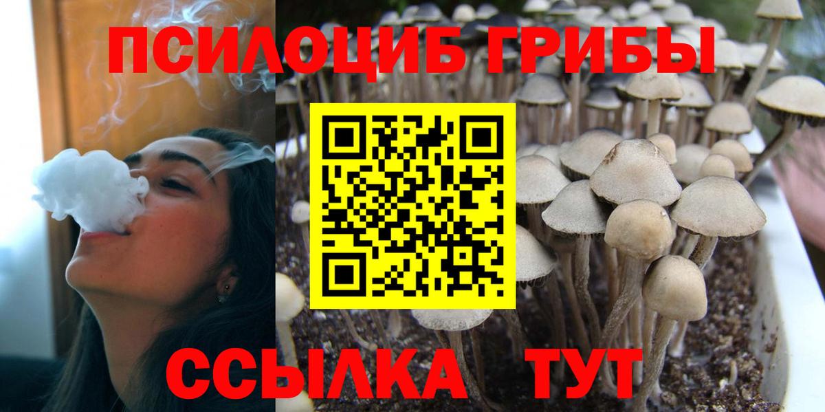 Псилоцибиновые грибы Cubensis Выборг